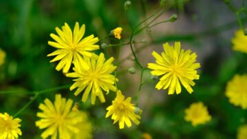 Mniszek lekarski – właściwości, zastosowanie i działanie