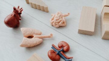 Jaki suplement na zdrowe jelita?