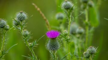 Ostropest plamisty – jak stosować i dlaczego warto go włączyć do diety