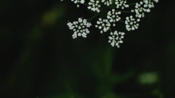 Czy podagrycznik pomaga na stawy? Co wiadomo o jego roli przy podagrze