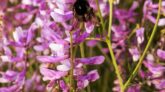 Tribulus terrestris – efekty, dawkowanie i zastosowanie buzdyganka naziemnego