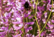 Tribulus terrestris – efekty, dawkowanie i zastosowanie buzdyganka naziemnego