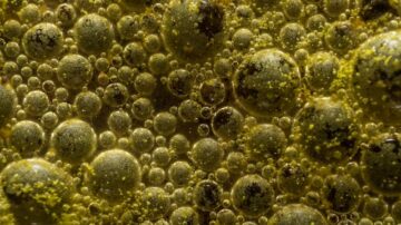 Lactobacillus rhamnosus – właściwości, działanie i dawkowanie