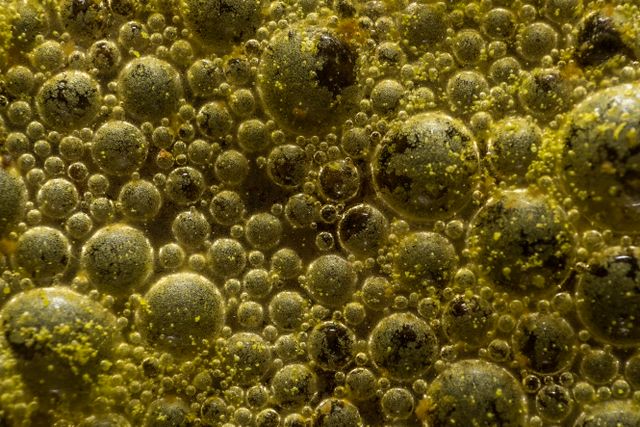 Lactobacillus rhamnosus – właściwości, działanie i dawkowanie